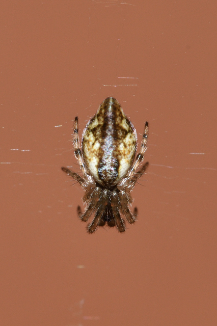 Cyclosa conica - csúcsos keresztespók