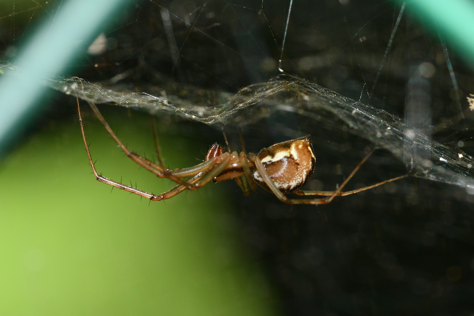 Linyphiidae - vitorláspókok