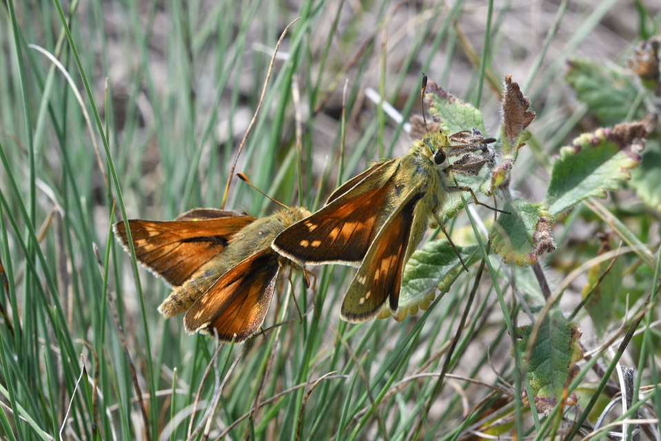 Hesperia comma - vesszős busalepke