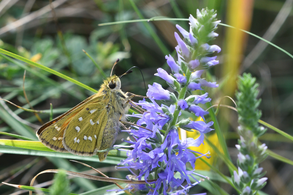 Hesperia comma - vesszős busalepke