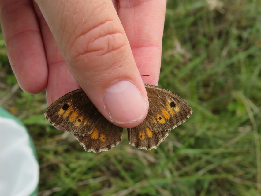 Arethusana arethusa - közönséges szemeslepke