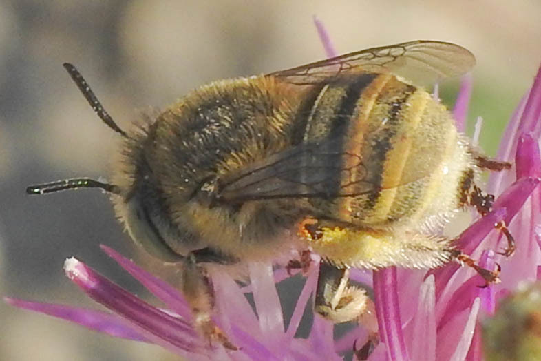 Anthophora bimaculata