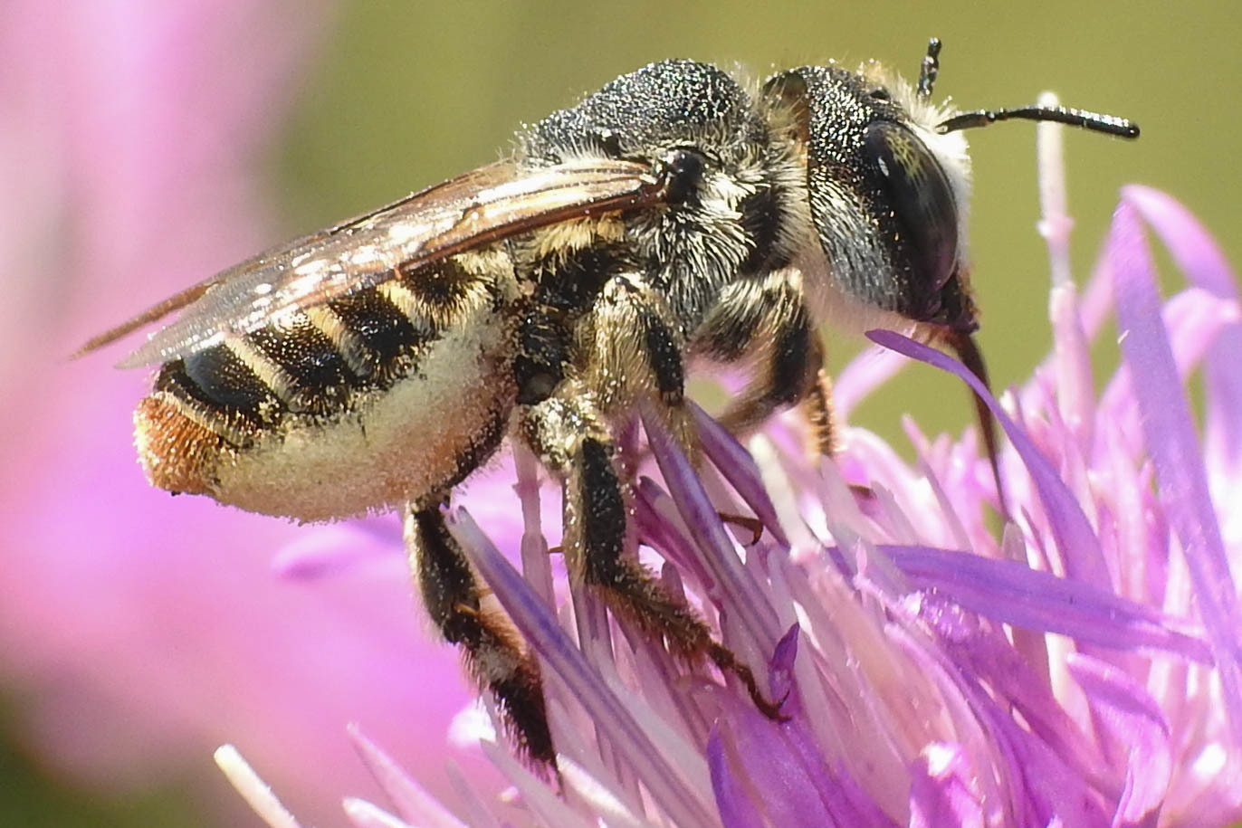 Lithurgus chrysurus