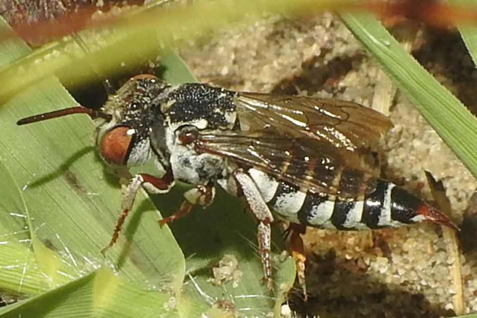 Coelioxys
