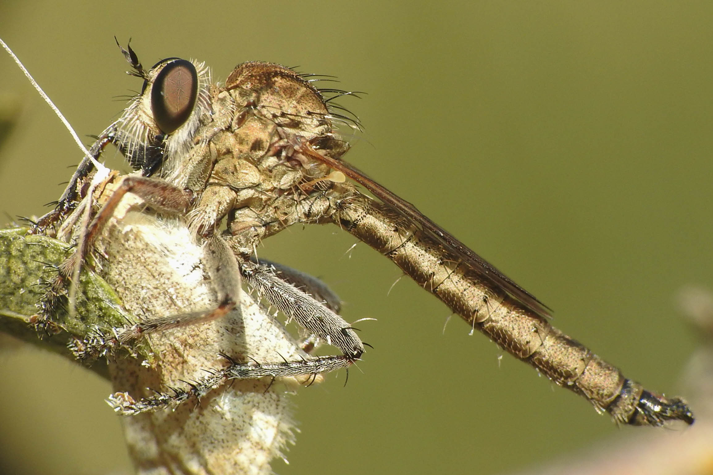 Neoepitriptus setosulus
