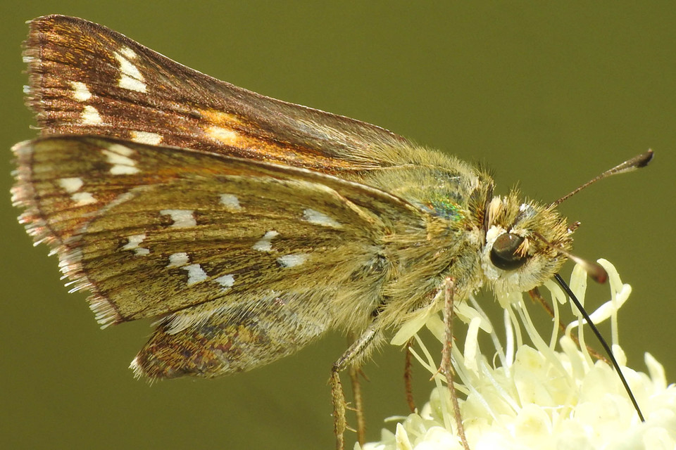 Hesperia comma - vesszős busalepke