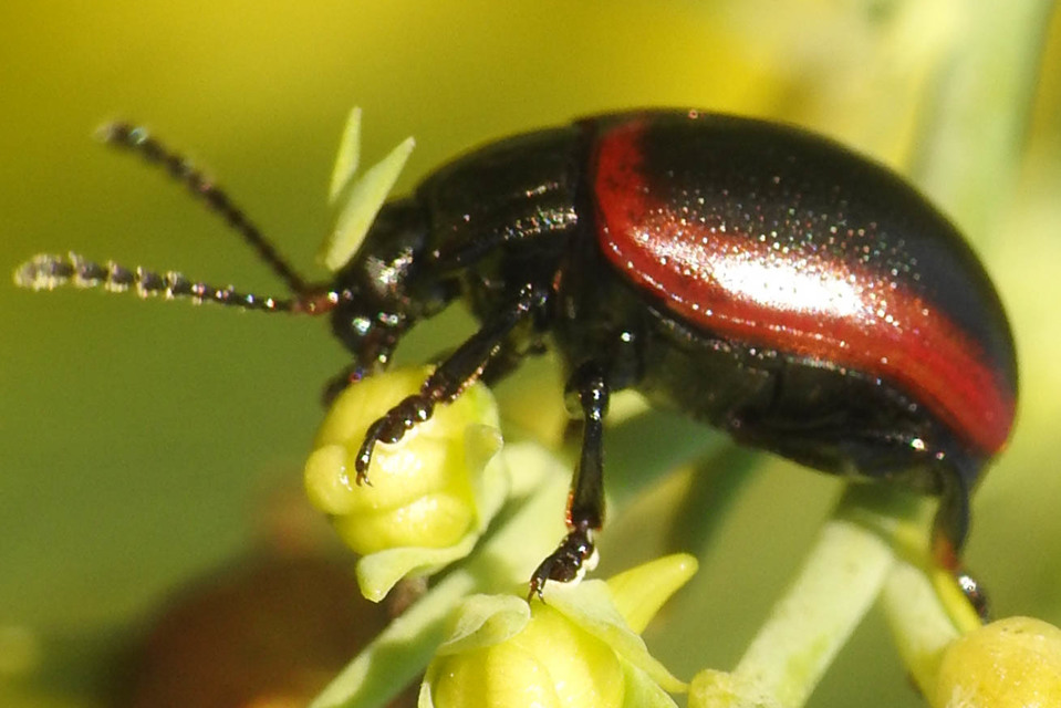 Chrysolina limbata - keretes levélbogár