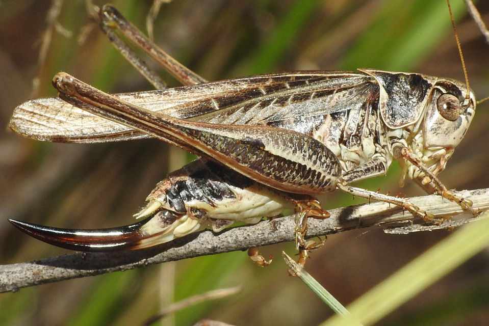 Platycleis affinis - púposhasú rétiszöcske