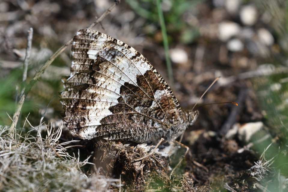 Brintesia circe - fehéröves szemeslepke
