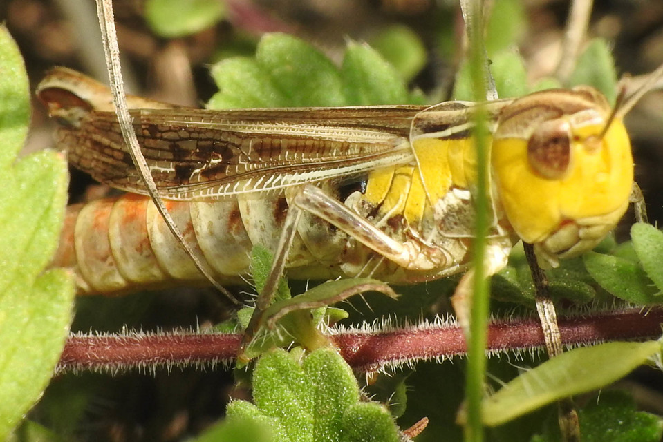 Stenobothrus fischeri - Fischer-rétisáska