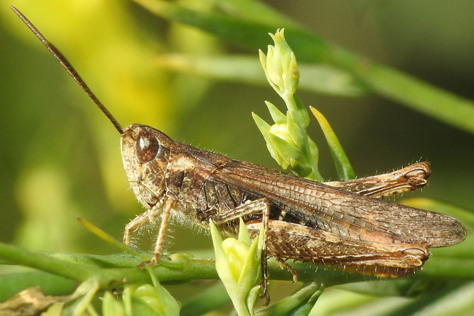 Chorthippus mollis - halk tarlósáska
