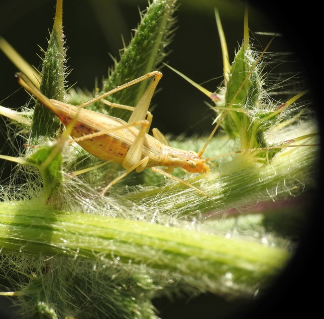 Oecanthus pellucens - pirregőtücsök