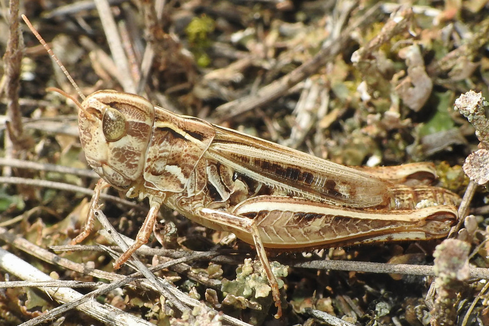 Stenobothrus nigromaculatus - sztyeppréti sáska