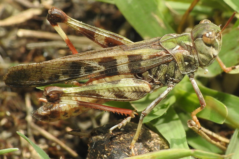 Oedaleus decorus - szalagos sáska