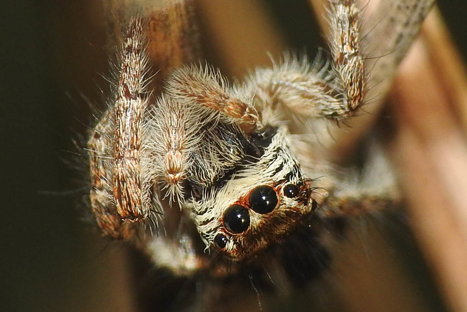 Philaeus chrysops - piros ugrópók