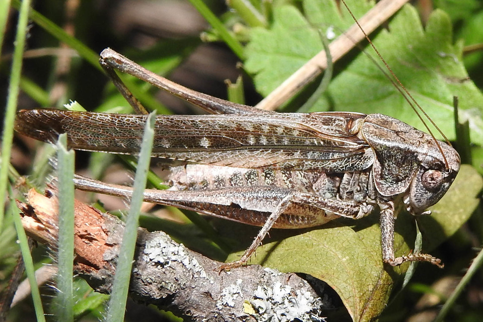 Platycleis affinis - púposhasú rétiszöcske