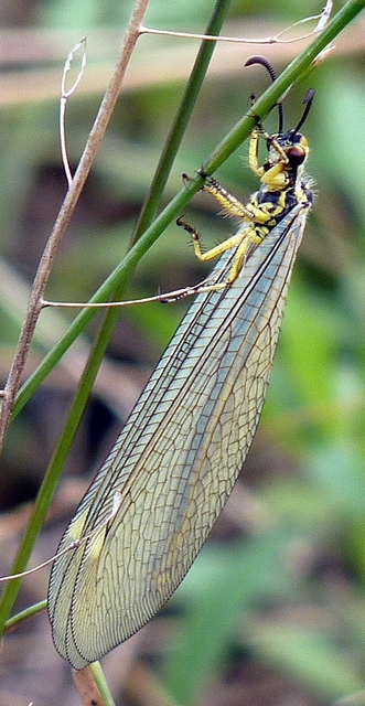 Myrmecaelurus trigrammus - hangyafarkas