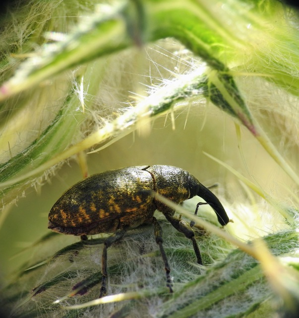 Larinus sturnus - aszat-púderbarkó