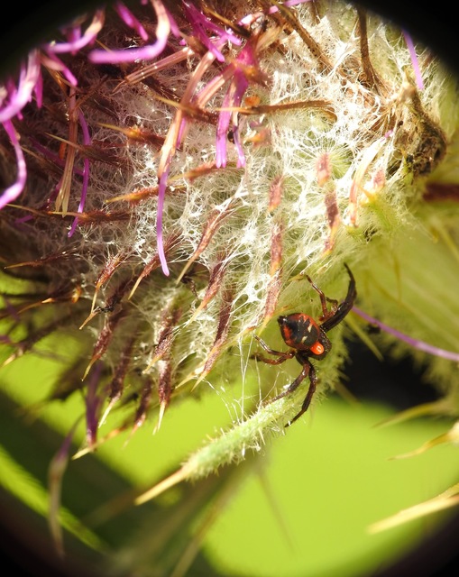 Synema globosum - fekete-sárga karolópók