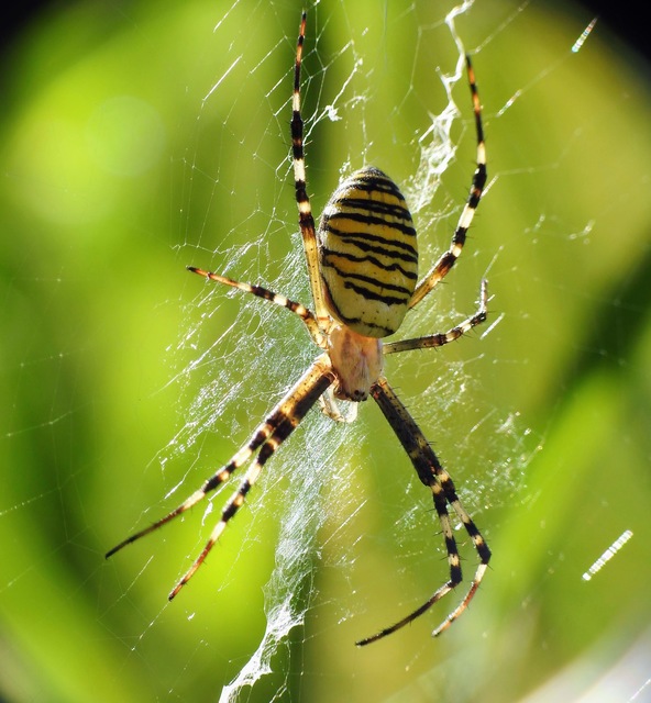 Argiope bruennichi - darázspók