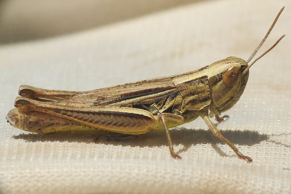 Euchorthippus declivus - rövidszárnyú rétisáska