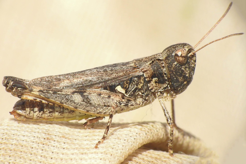 Myrmeleotettix maculatus - kis bunkóscsápúsáska