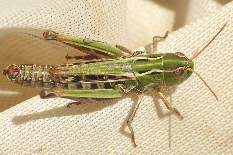 Stenobothrus nigromaculatus - sztyeppréti sáska