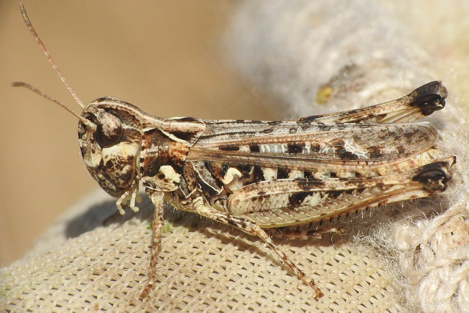 Myrmeleotettix maculatus - kis bunkóscsápúsáska