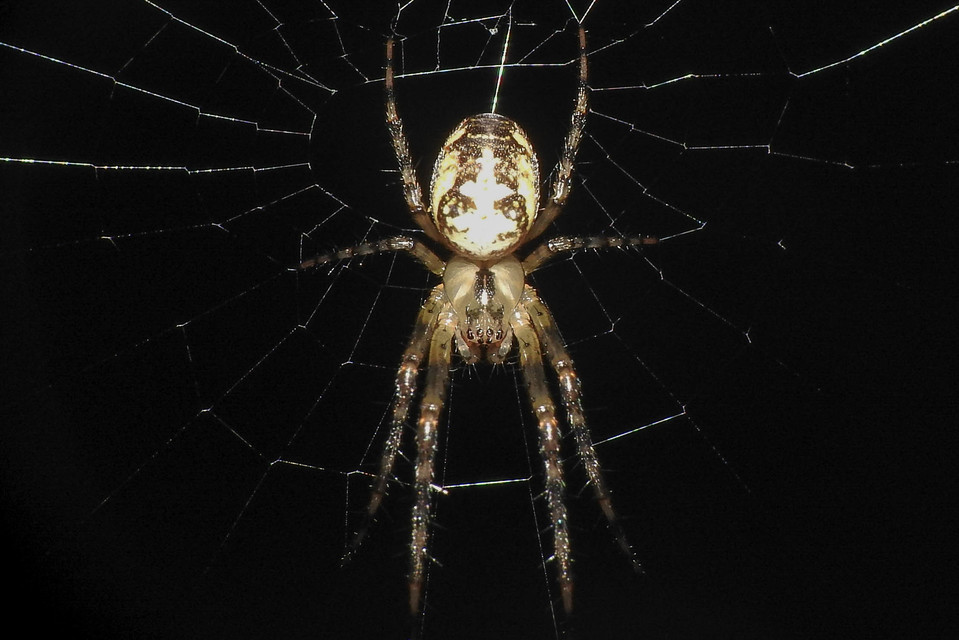 Metellina segmentata/mengei