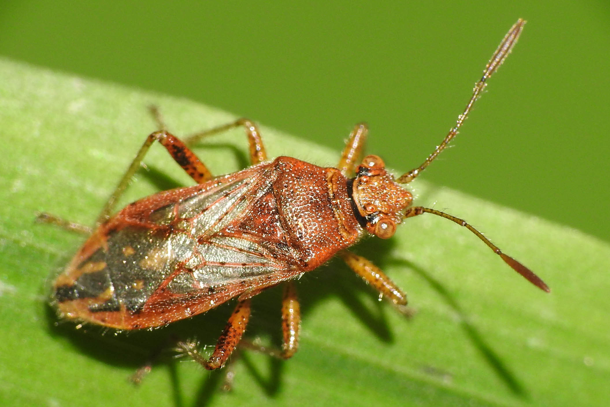 Rhopalus parumpunctatus - közönséges üvegszárnyú-poloska