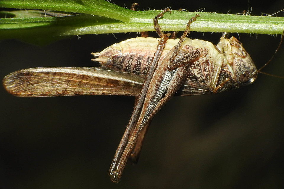 Platycleis