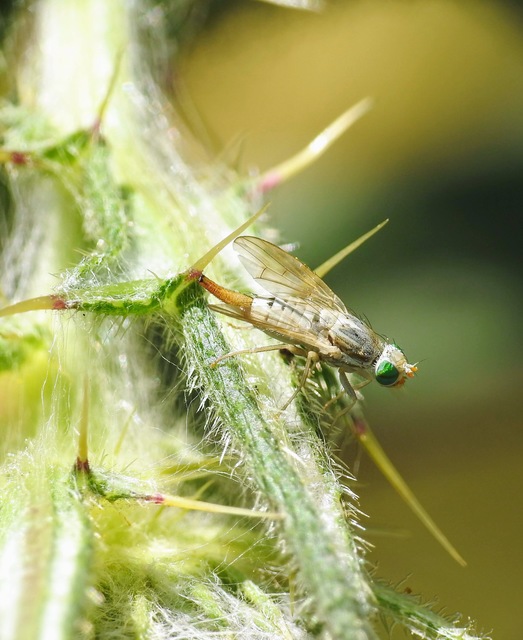 Tephritidae - fúrólégyfélék