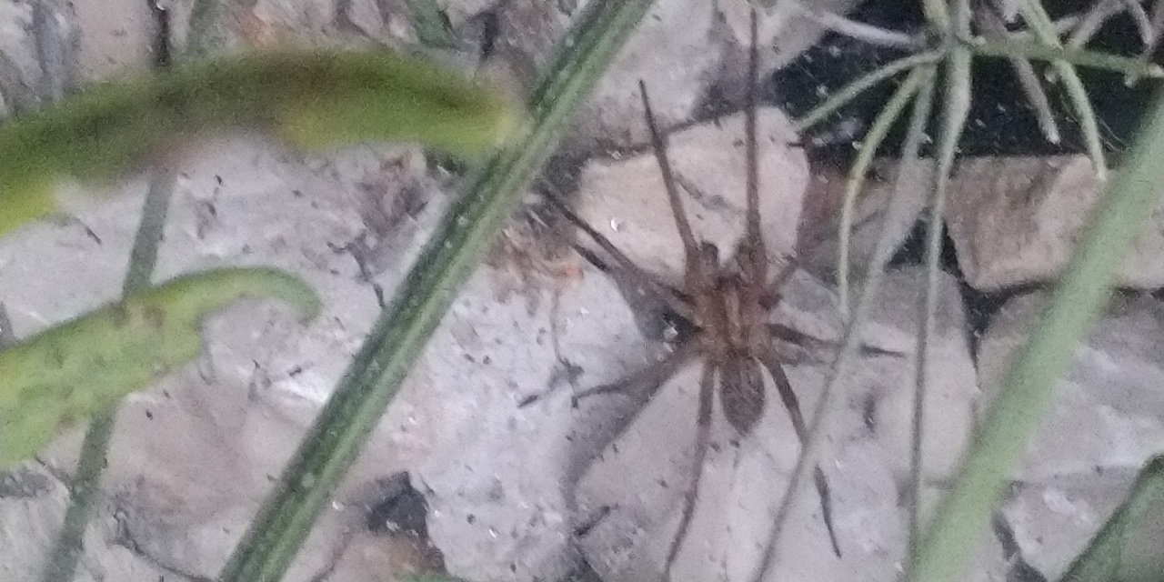 Eratigena agrestis - réti zugpók