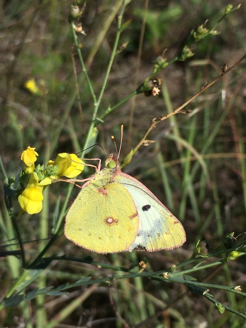 Colias alfacariensis - déli kéneslepke
