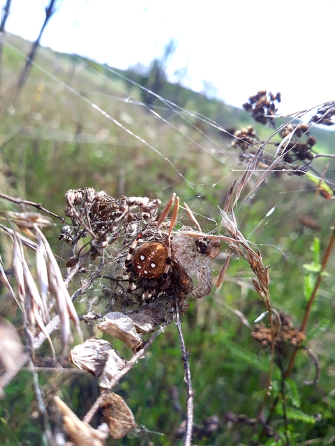 Araneus quadratus - négyes keresztespók