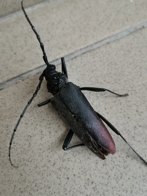 Cerambyx cerdo - nagy hőscincér