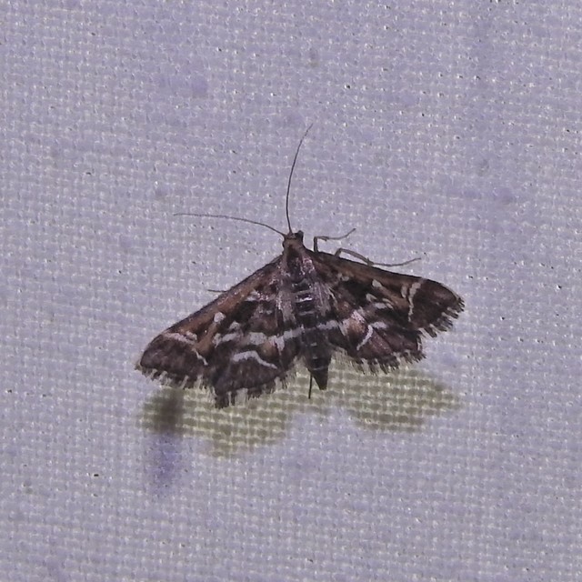 Diasemia reticularis - betűmintás tűzmoly