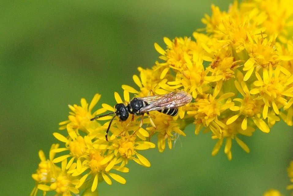 Crabronidae - szitásdarazsak