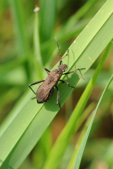 Alydus calcaratus - szőrös tövispoloska
