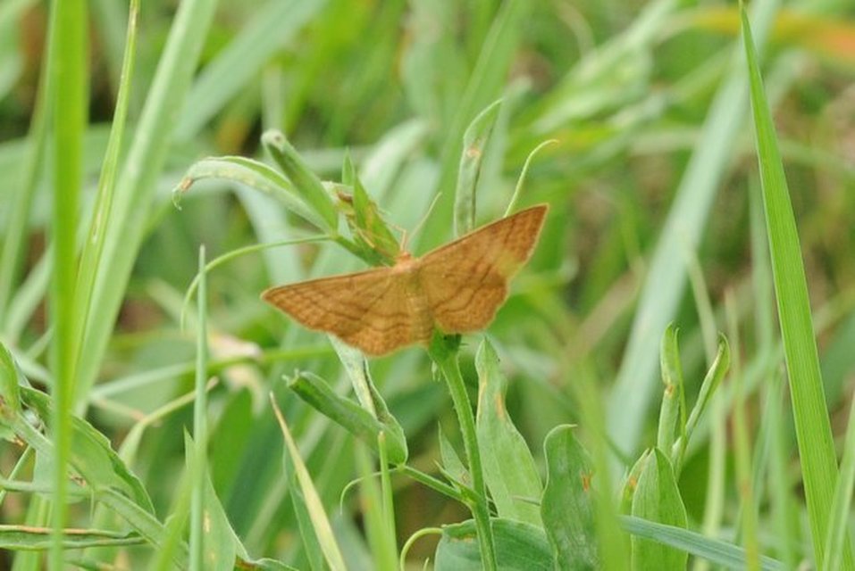 Idaea ochrata - okkerszínű sávosaraszoló