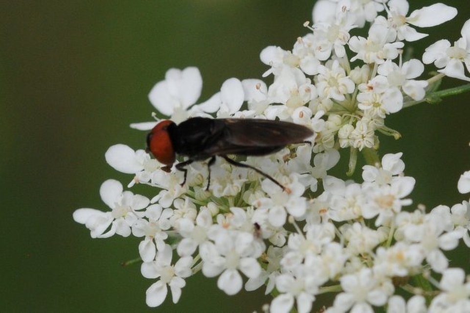 Chrysogaster solstitialis - gyakori smaragdlégy