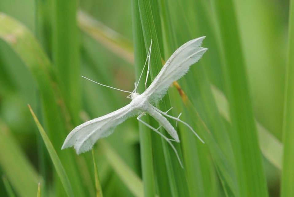 Pterophorus pentadactyla - fehér tollasmoly