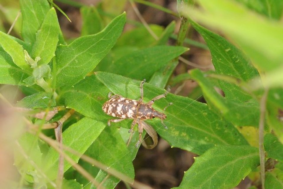 Cyphocleonus dealbatus - márványos barkó