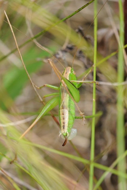 Bicolorana bicolor - halványzöld rétiszöcske