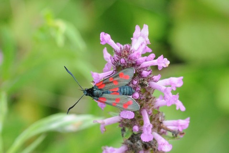 Zygaena filipendulae - acélszínű csüngőlepke