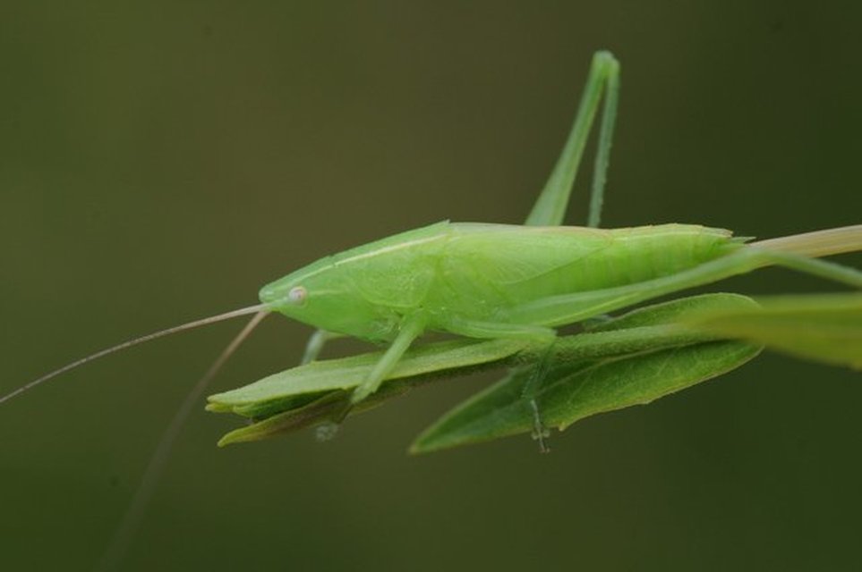 Ruspolia nitidula - nagy kúpfejűszöcske
