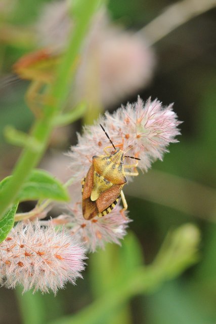 Carpocoris