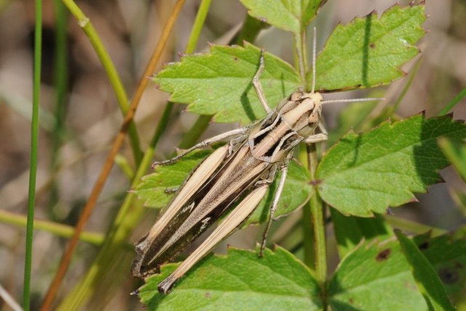 Stenobothrus lineatus - jajgató rétisáska
