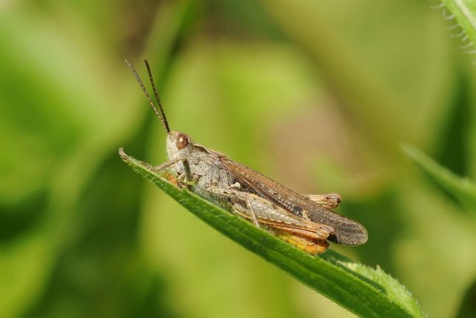 Chorthippus mollis - halk tarlósáska