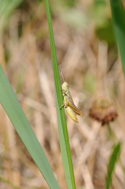 Euchorthippus declivus - rövidszárnyú rétisáska